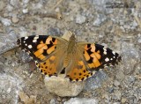 Painted Lady 06_08_06